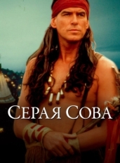 Серая сова