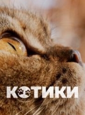 Котики